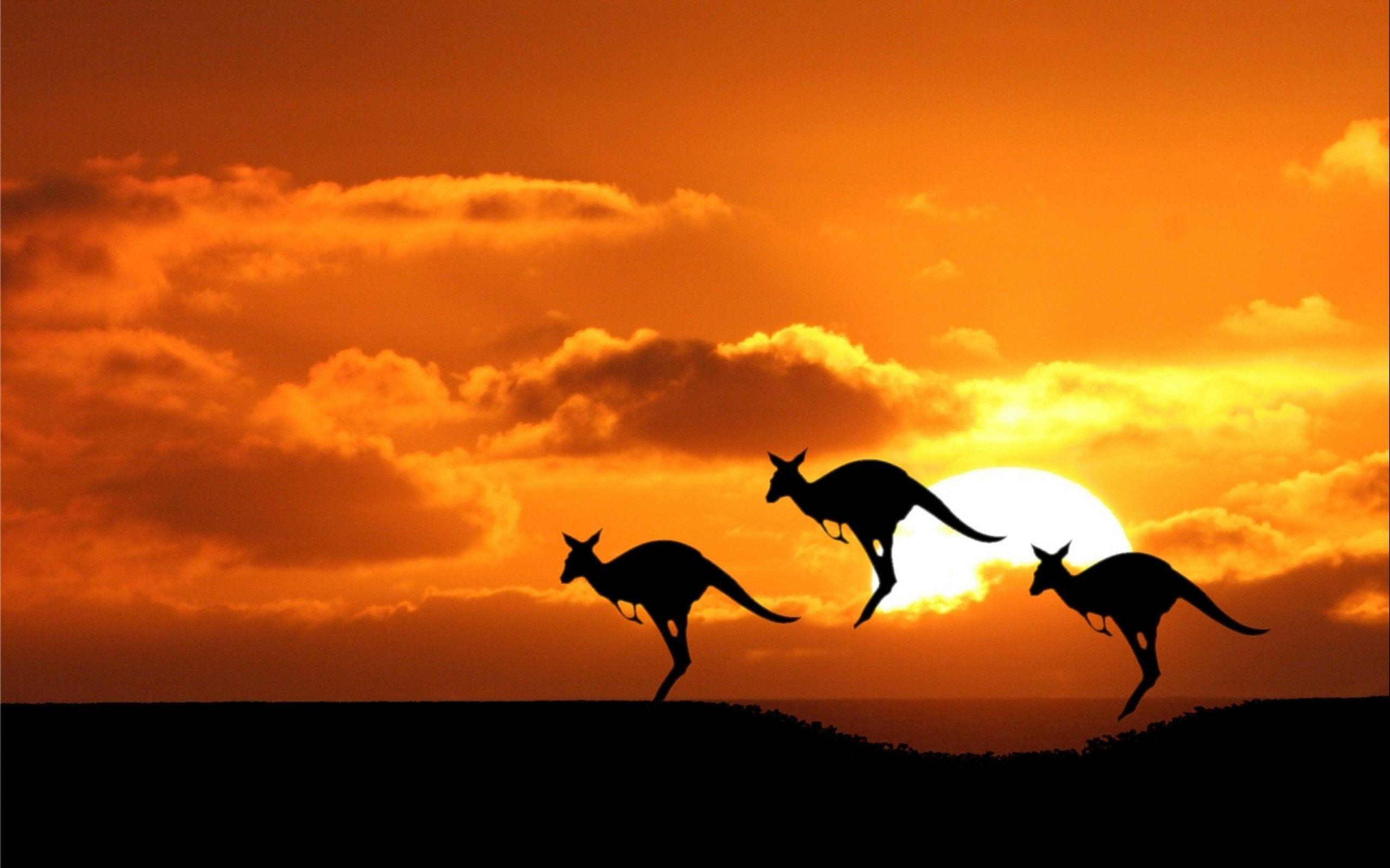 41 Känguru Hintergrundbilder