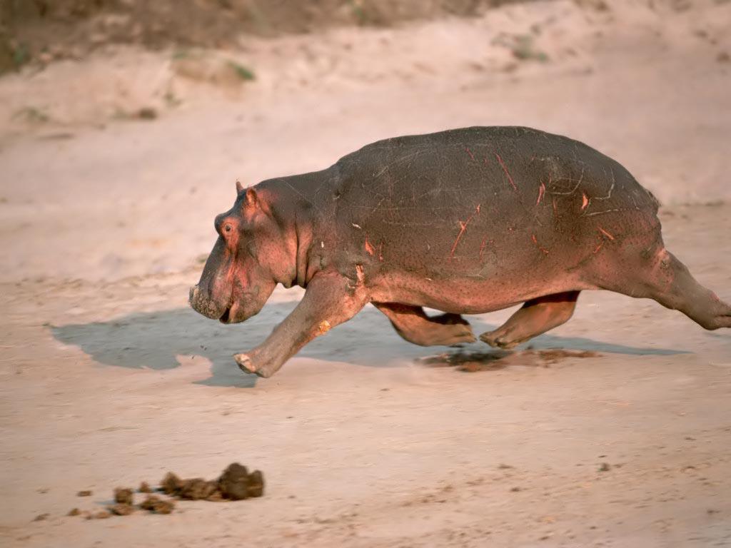 Desktop Wallpaper · Gallery · Animals · Hippo runs. Free