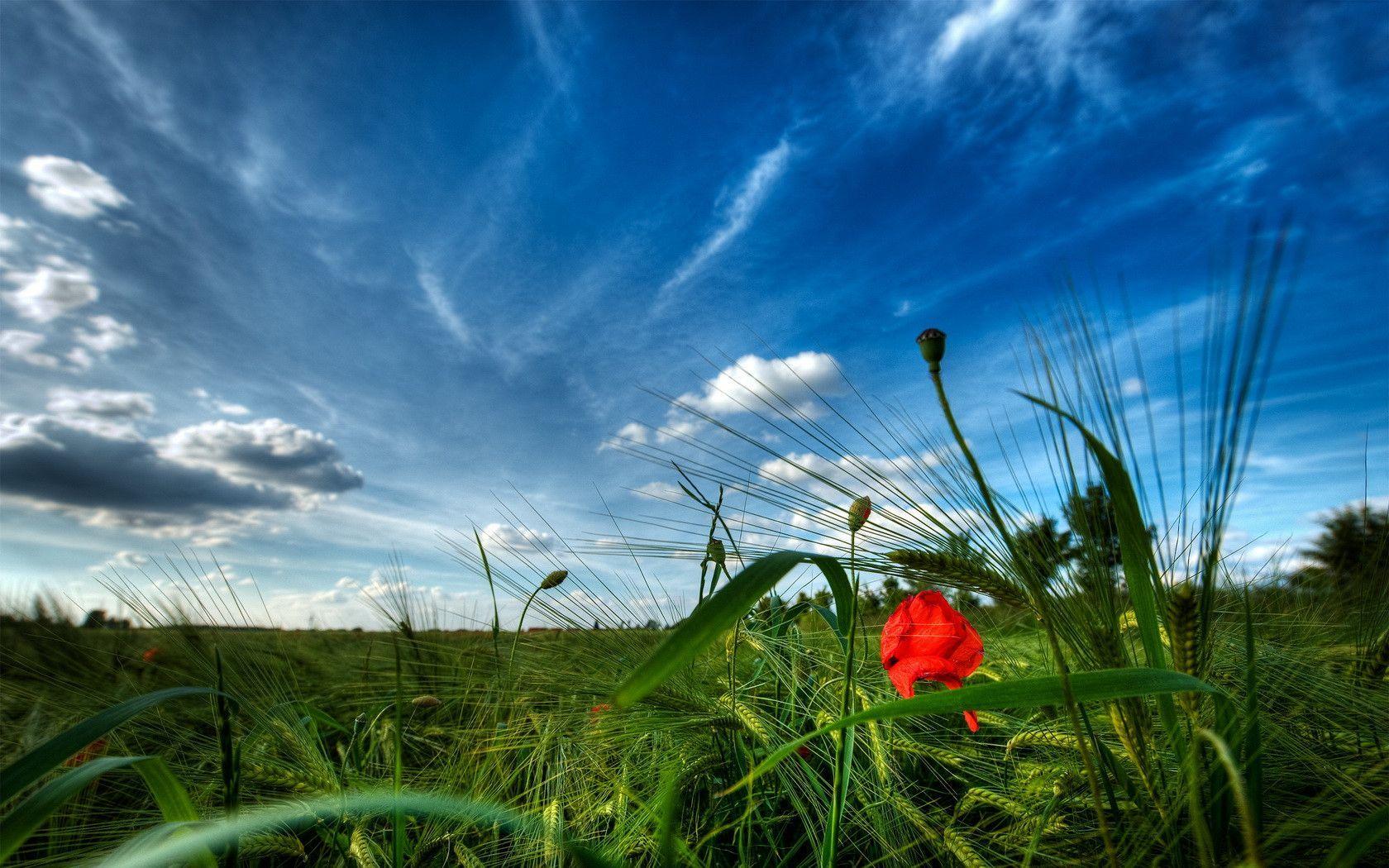 Red Wildflower and Green Grasses Wallpaper