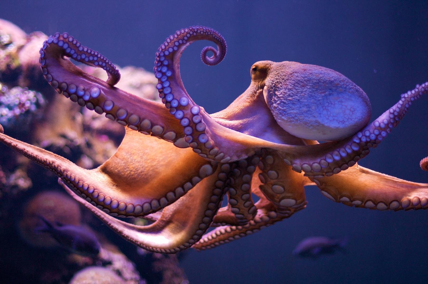 Marine Animal Octopus (id: 17198). WallPho