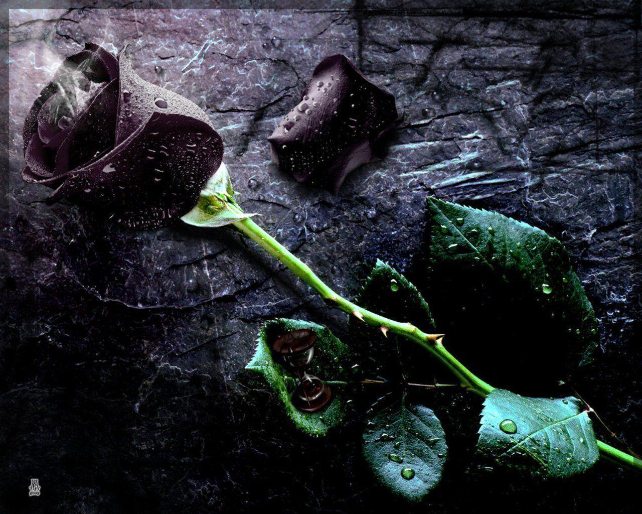 🄱🄻🄰🄲🄺 🅁🄾🅂🄴 | Black roses wallpaper, Gothic wallpaper, Beautiful  dark art