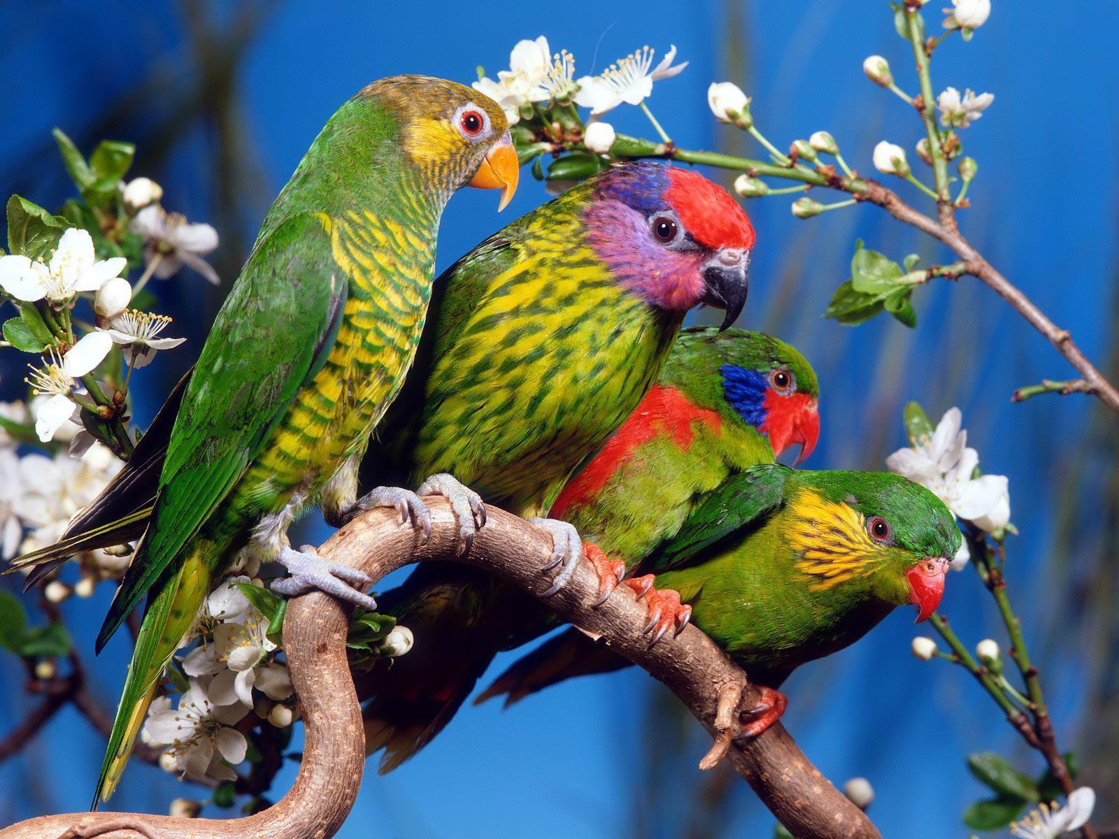 Desktop Wallpaper · Gallery · Animals · Budgerigar. Free