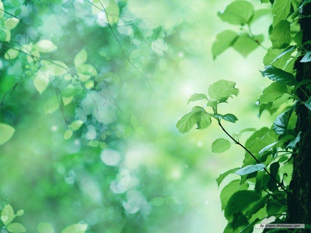 Natural Green Wallpaper For desktop: 40 Picked