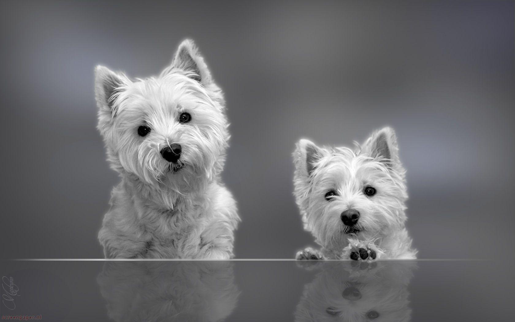 west highland terrier wallpaper