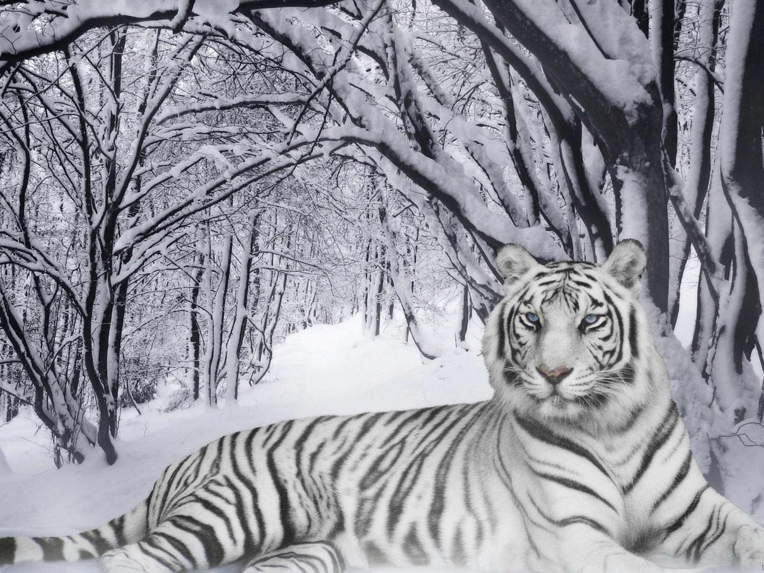white tiger wallpaper