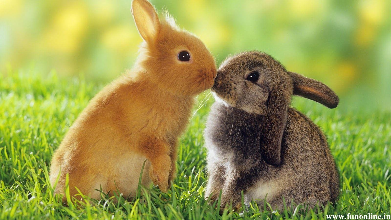 Rabbit Wallpaper, Download Free Cute Baby Rabbits HD Wallpaper
