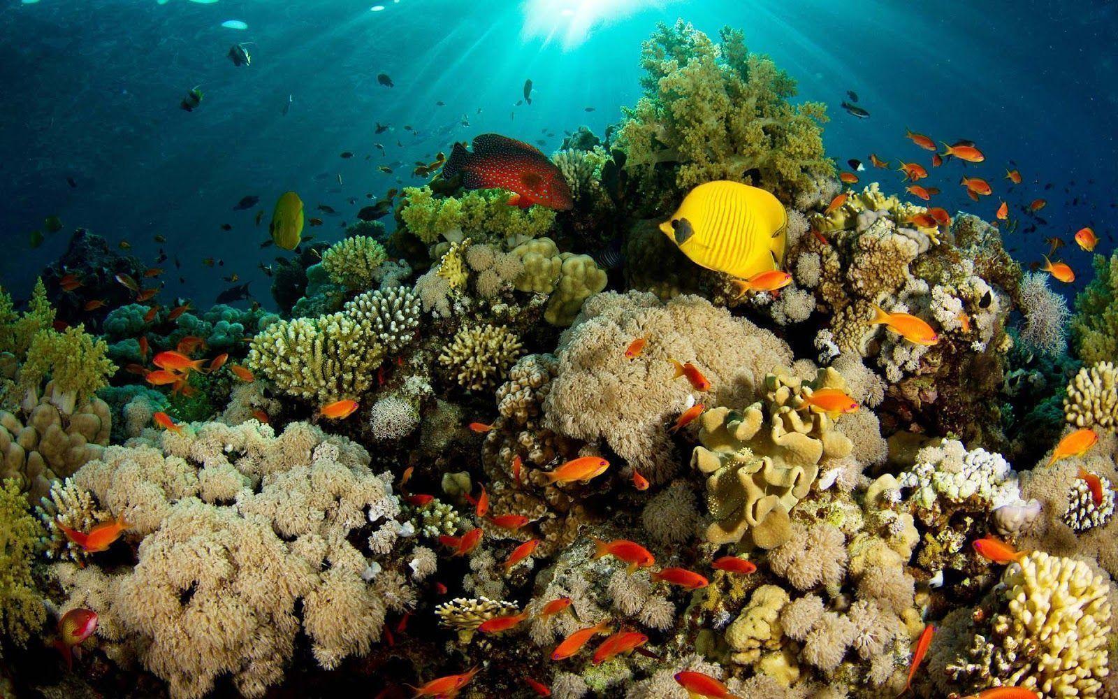 Wallpaper of coral reef and lots of fish. HD Animals Wallpaper
