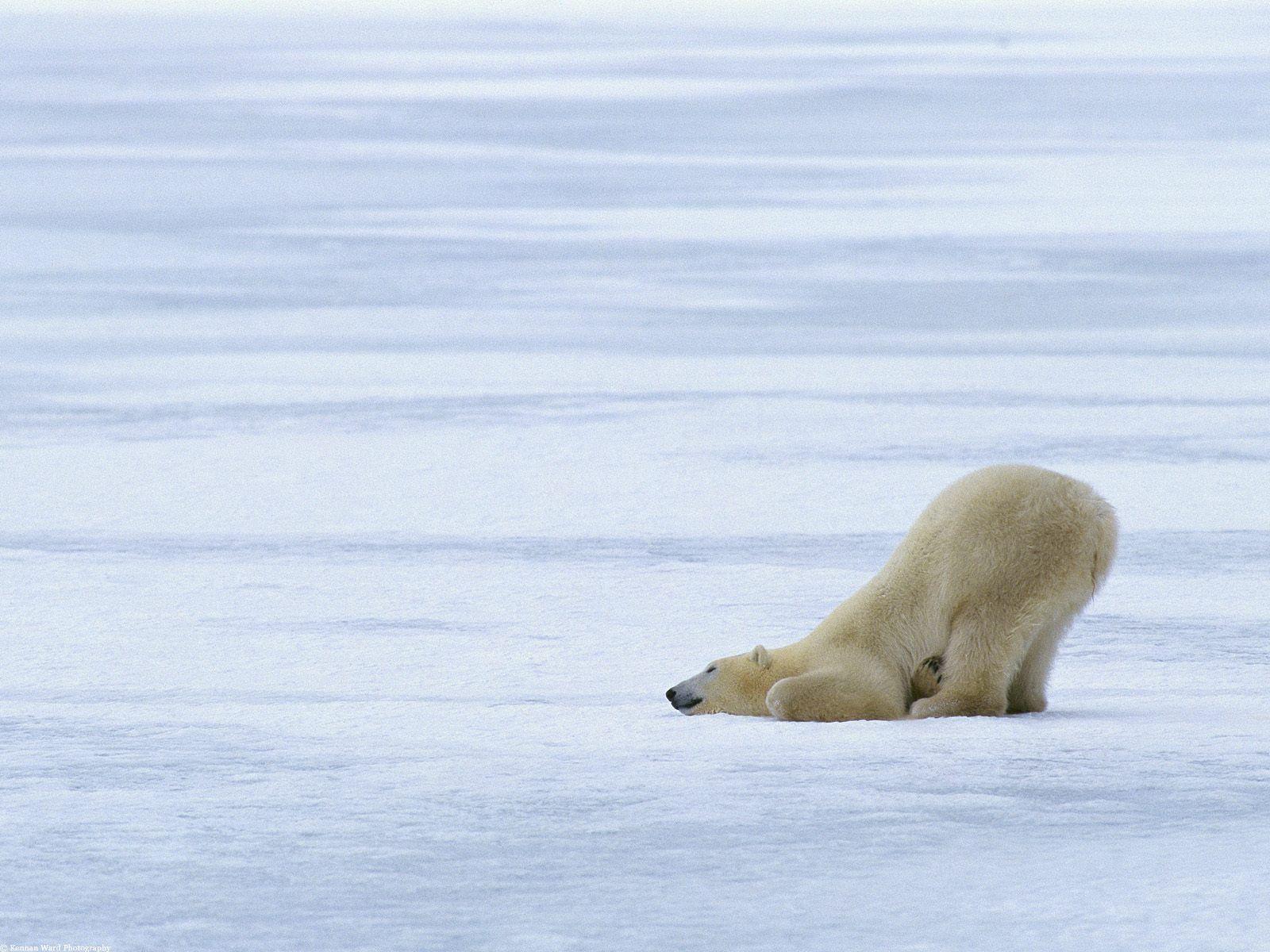 Wallpaper > Animals > POLAR BEAR STRETCHING AFTER A LONG TIME