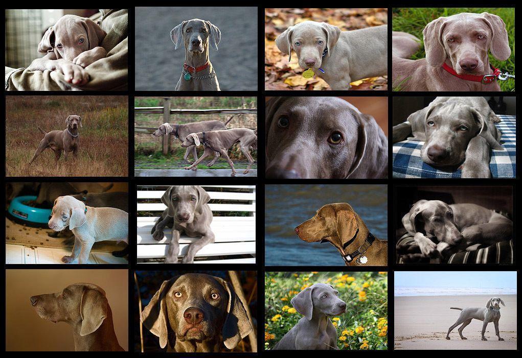 Weimaraner Wallpaper and Picture Items