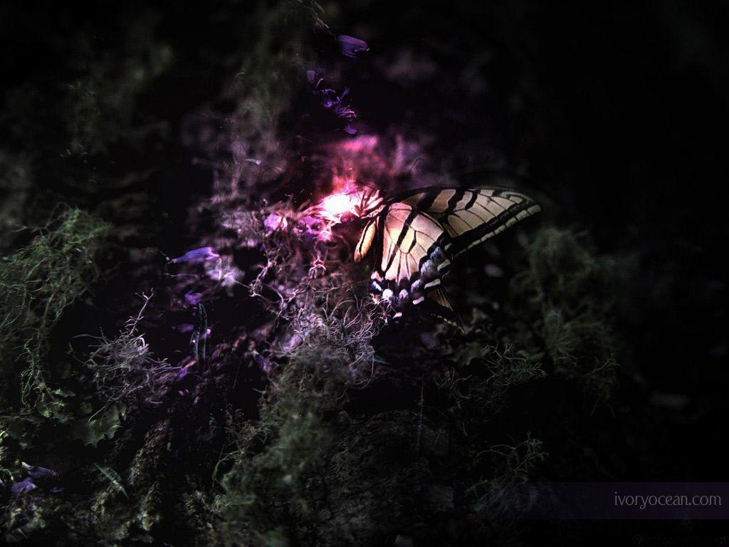 Butterfly Digital Editing Wallpaper HD Wallpaper. Vector & Designs