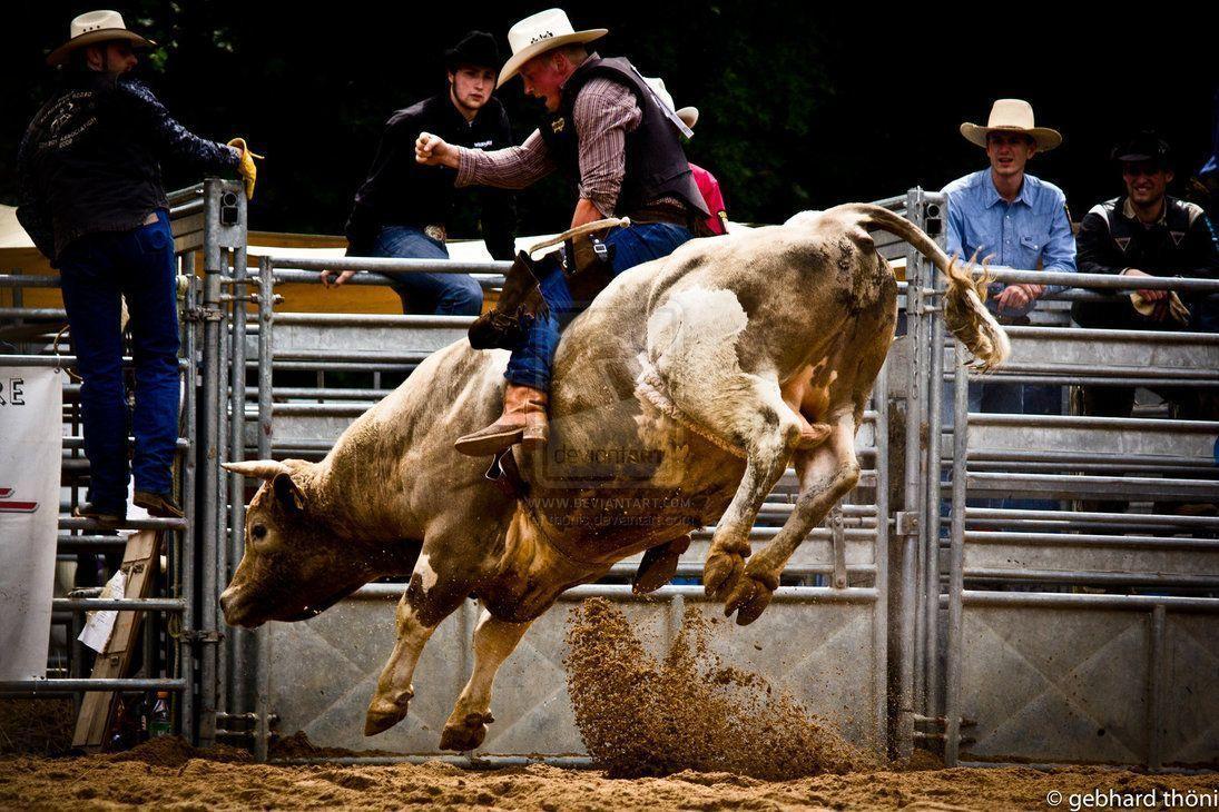 Cool Bull Riding Wallpaper Image & Picture