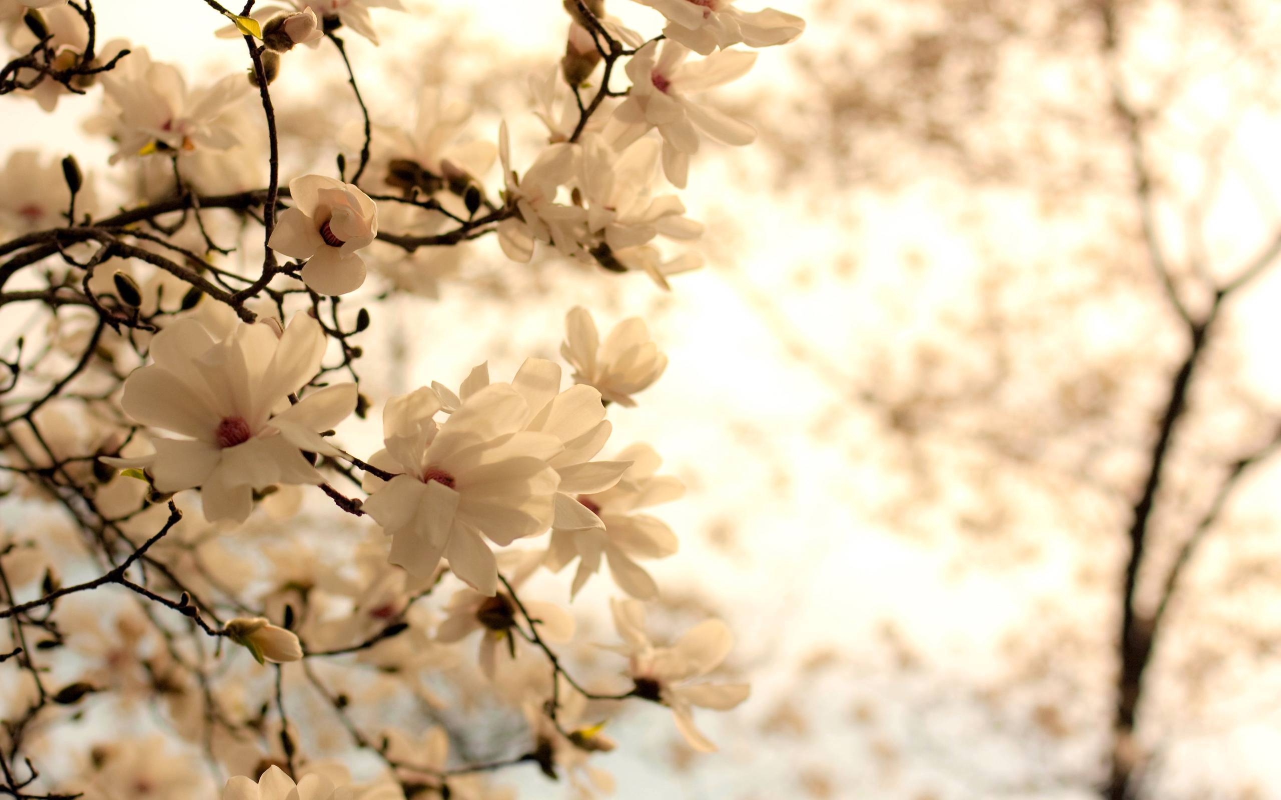 White Spring Flowers On A Tree Branch Wallpaper