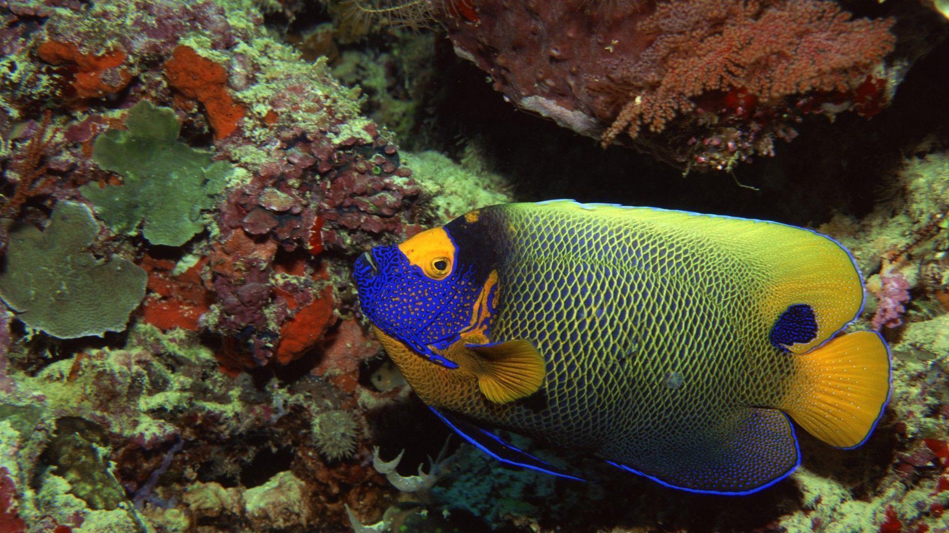 Underwater Wallpaper 1080x1920 HD Collection. HD Wallpaper