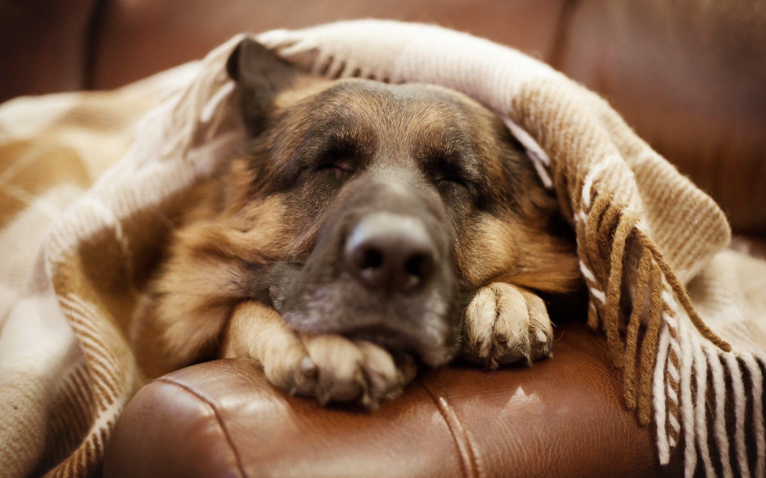 German Shepherd Dog Blanket Sleep Couch HD Wallpaper