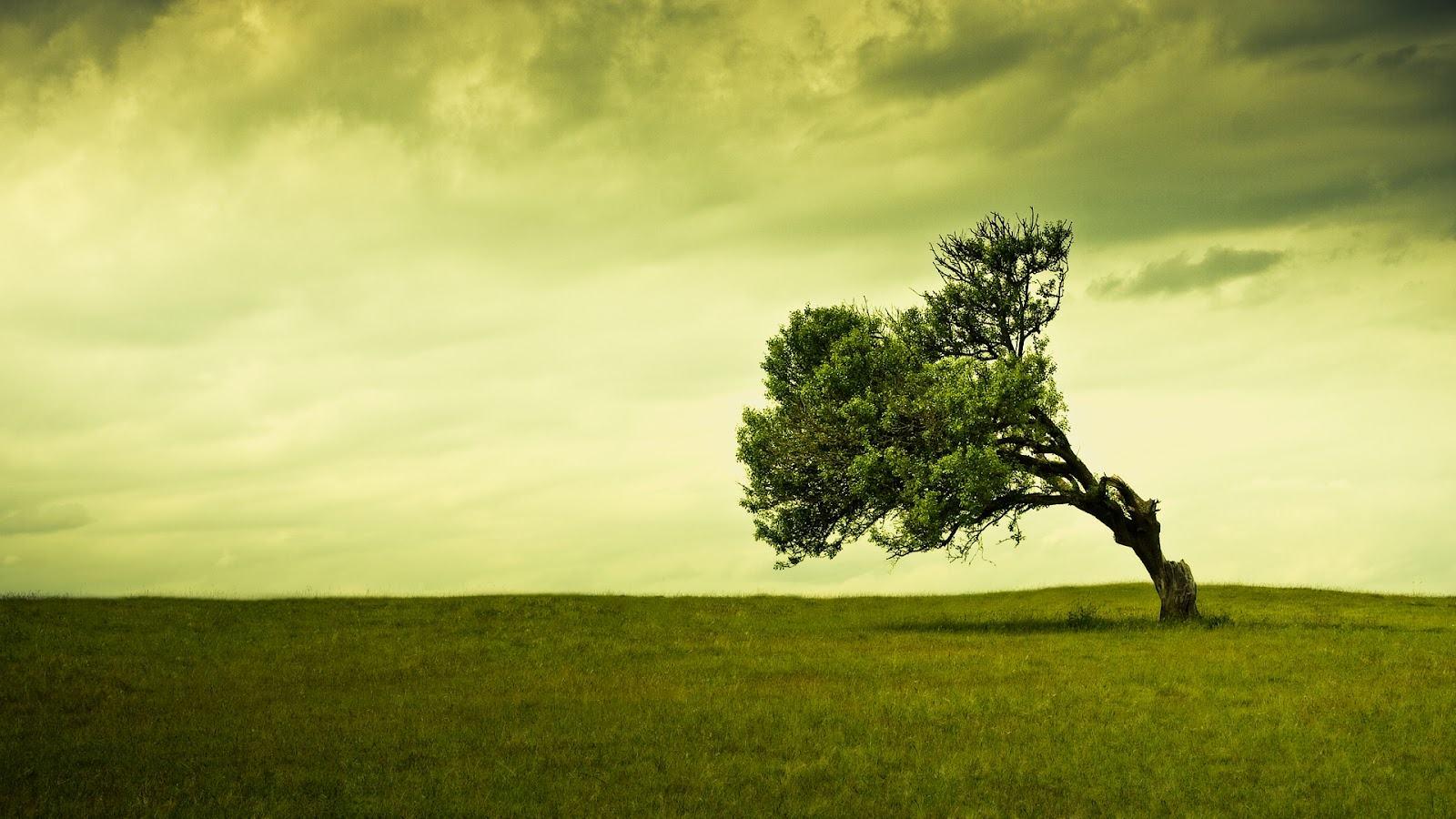 HD Wallpaper Nature Laptop HD Wallpaper & Background Picture