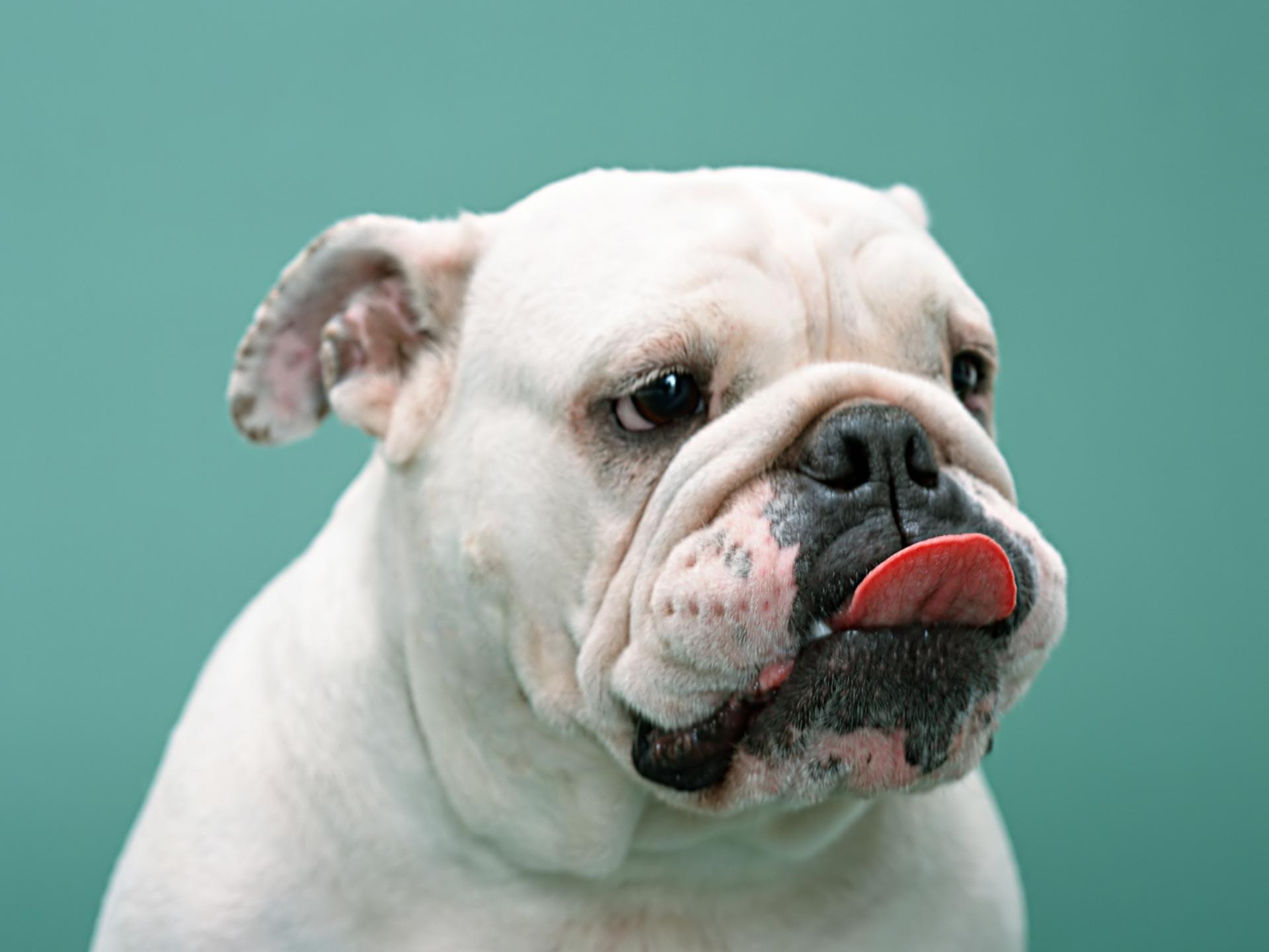 Desktop Wallpaper · Gallery · Animals · White boxer dog. Free