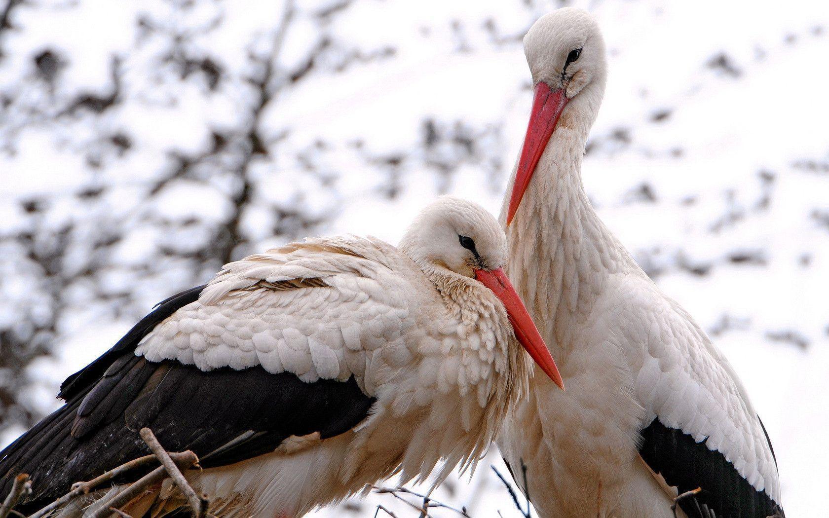 Stork Wallpapers - Wallpaper Cave