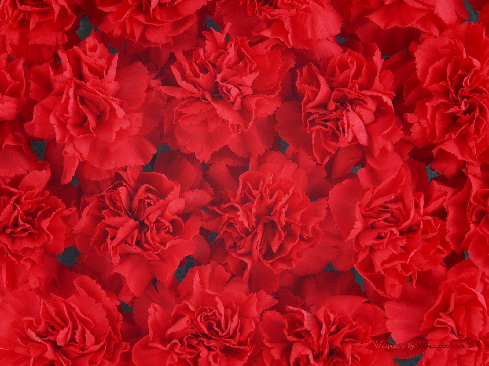 Wallpaper For > Red Flower Background Image