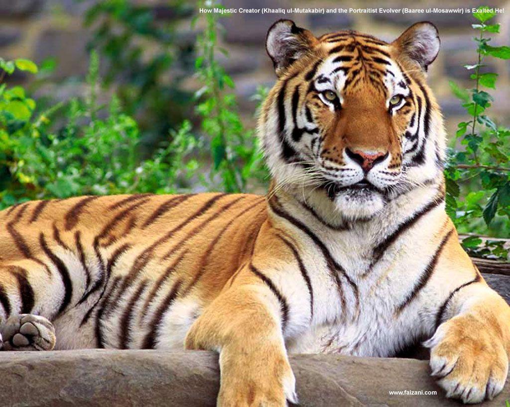 Free Tiger Wallpaper Background HD Wallpaper Picture. Top