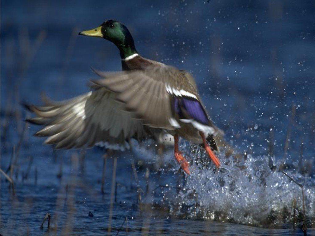 HD Animal Wallpaper: HD Duck Wallpaper