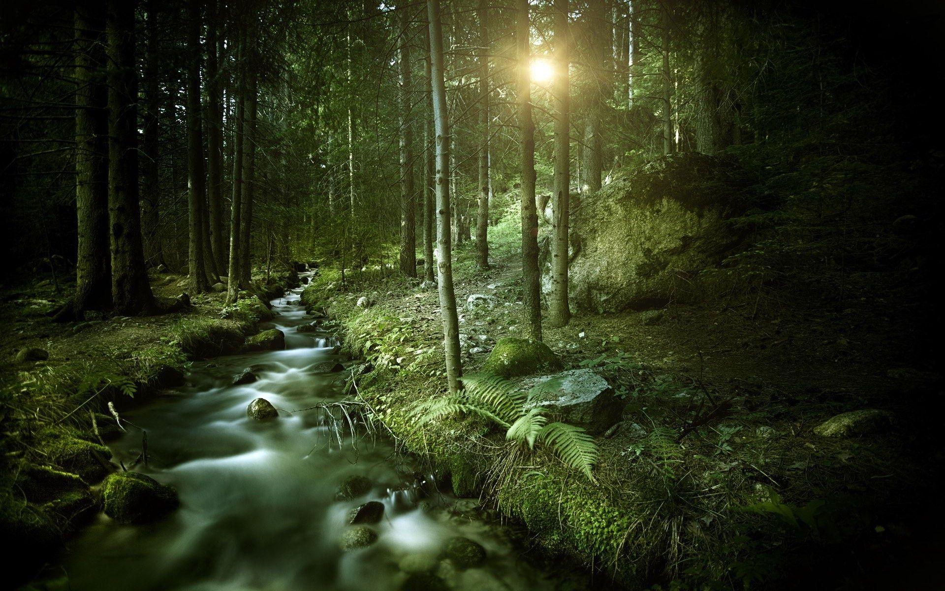 forest scenery 4k