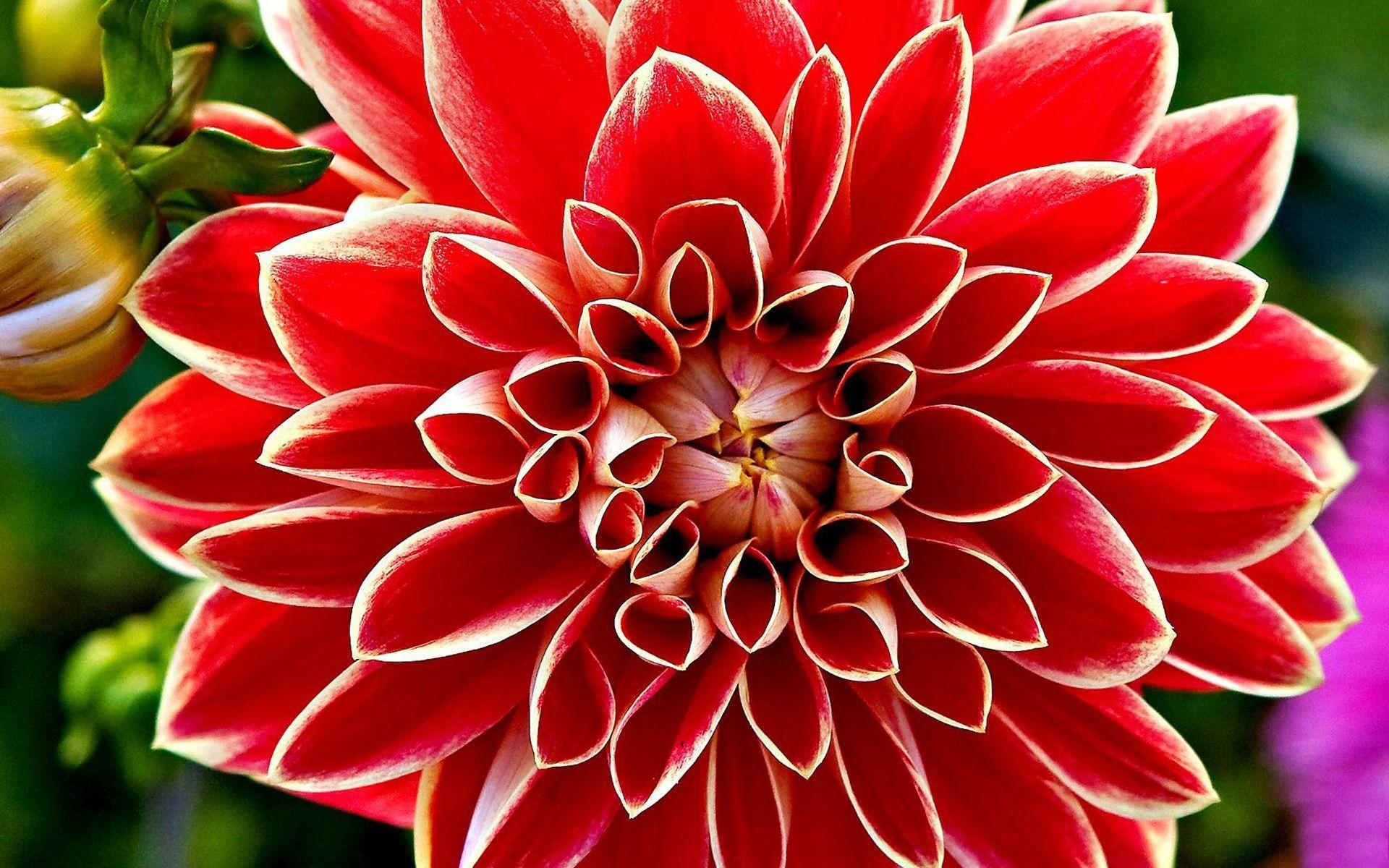 Red Dahlia Wallpaper