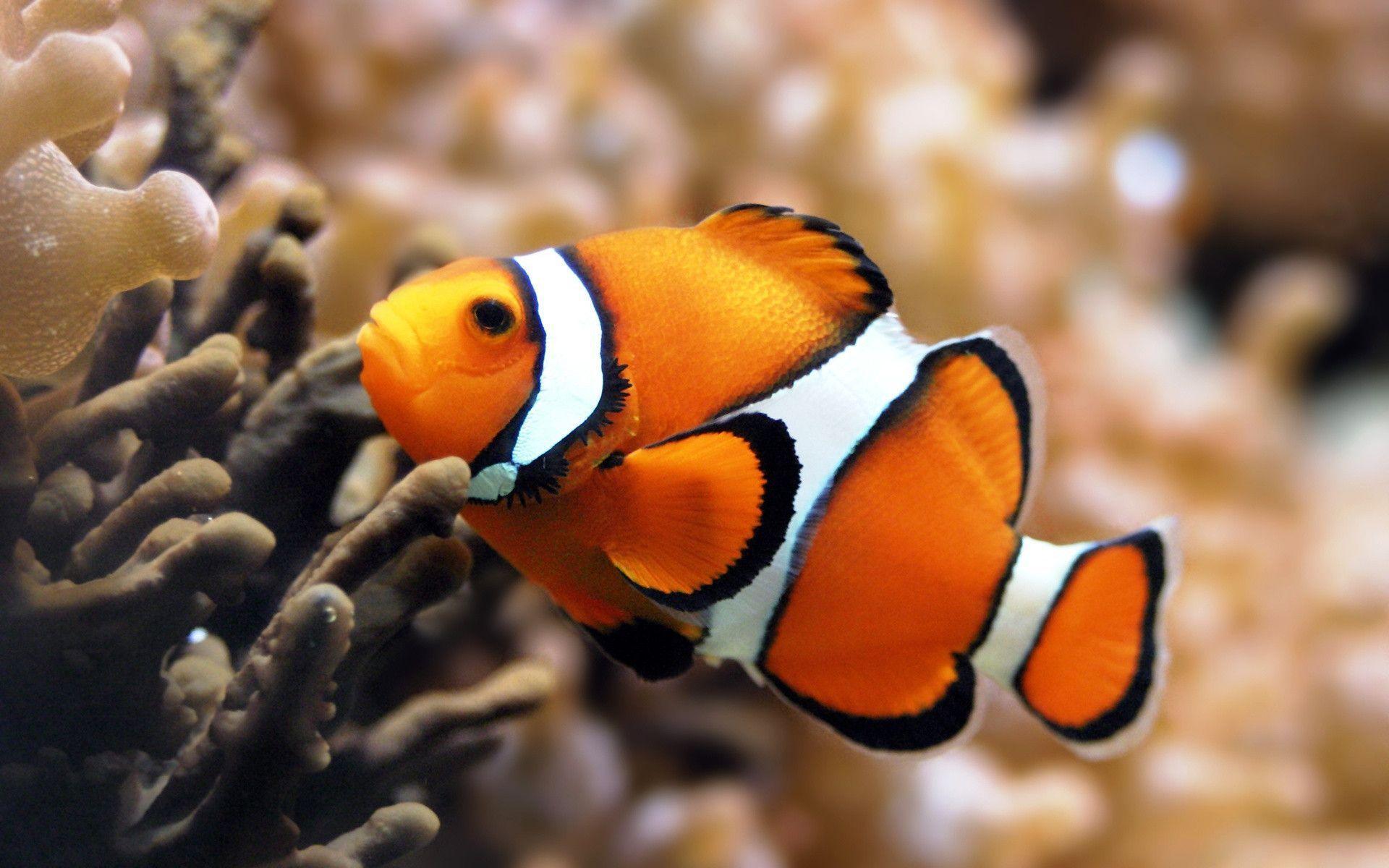 An orange and black clown fish swimming in an aquarium photo – Free Fish  Image on Unsplash