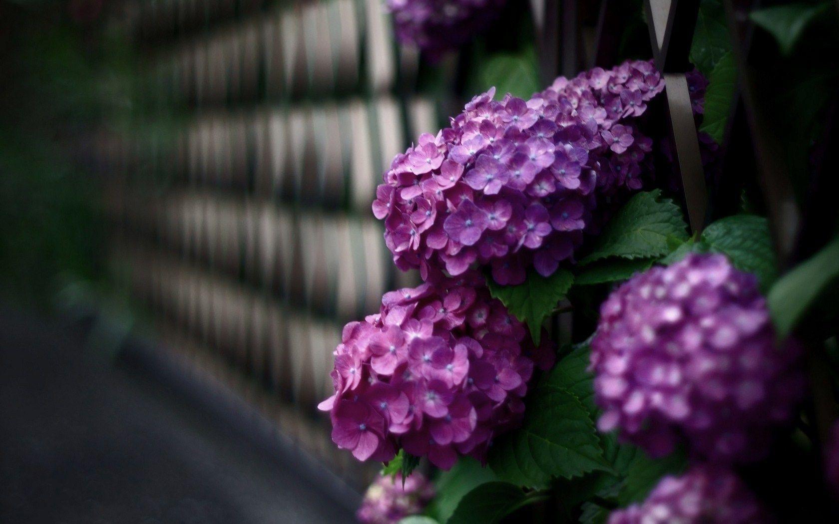 Beautiful Violet Flowers Hydrangea HD Wallpaper