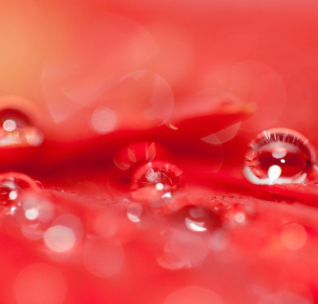Beautiful Water Drops On A Red Flower iPad Wallpaper Download