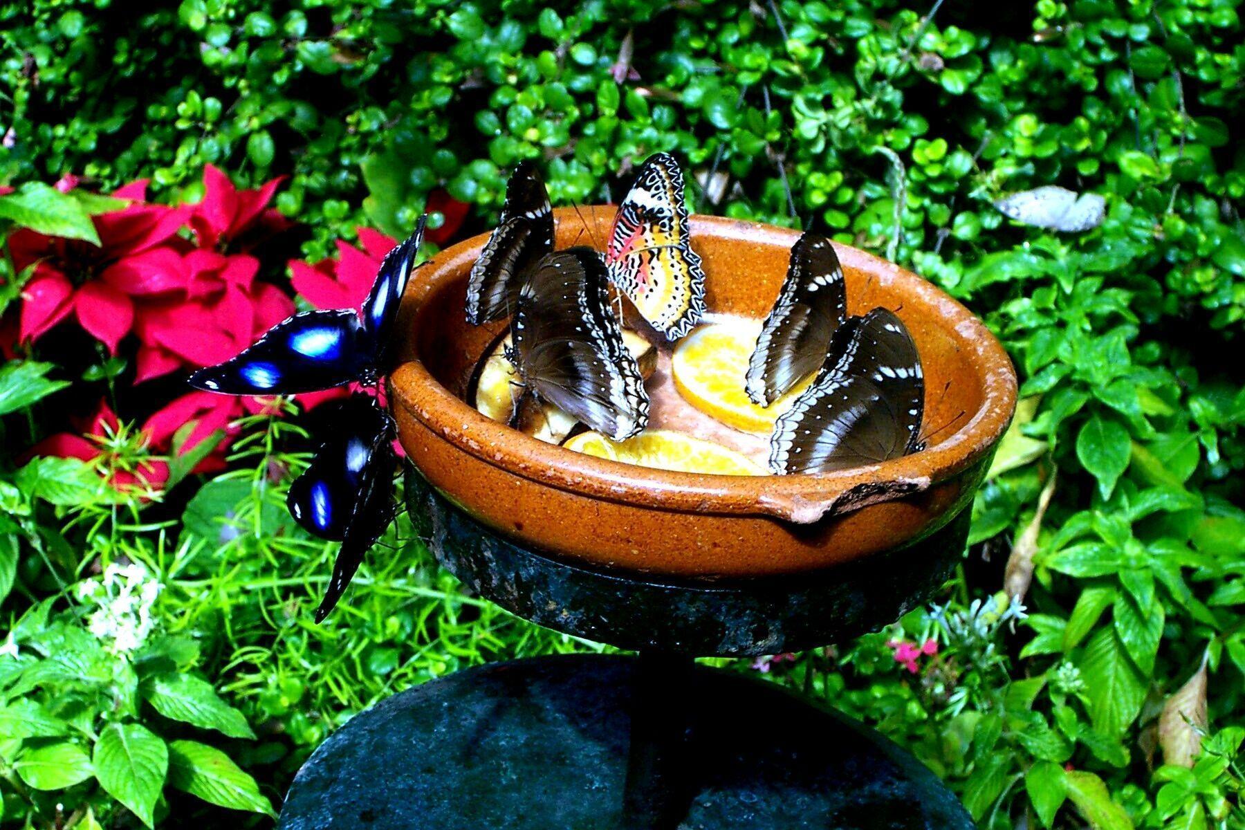 desktop wallpaper picture of butterflies