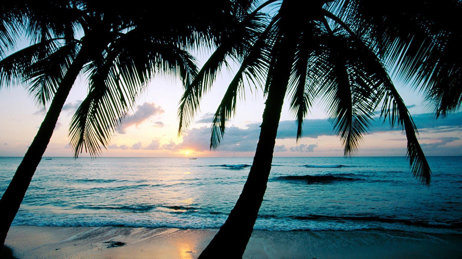 Ocean sunset palm trees Wallpaper. HD Desktop Wallpaper