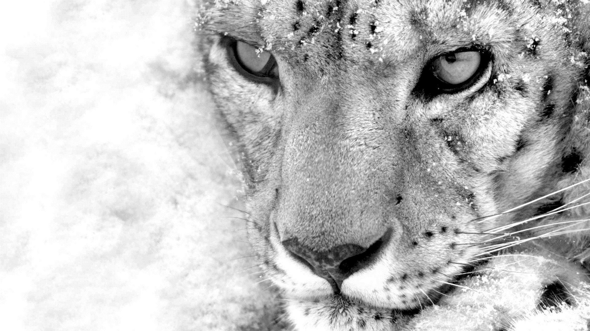 Snow Leopard Wallpaper HD Picture Image For Dekstop Backgrou 53127