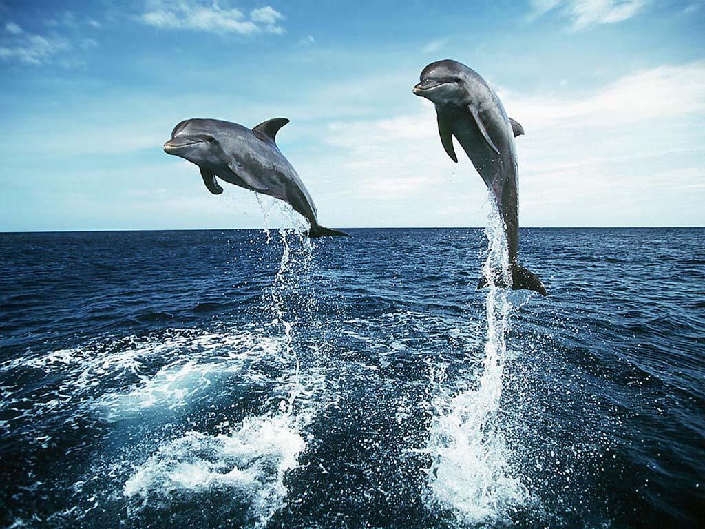 Cute Dolphins Animals Wallpaper Desktop HD 1024×768