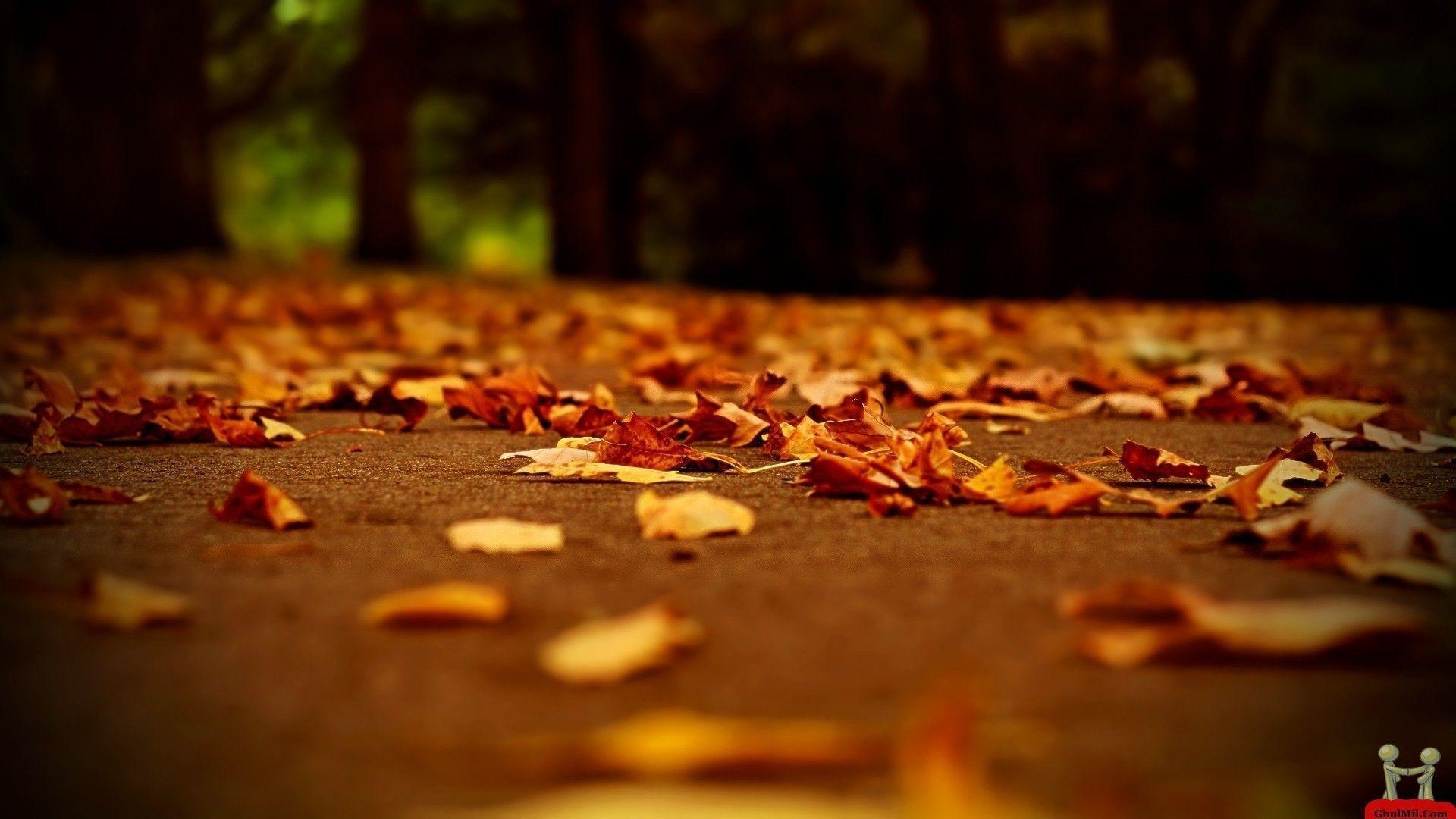 Autumn HD. Free Desktop HD Wallpaper