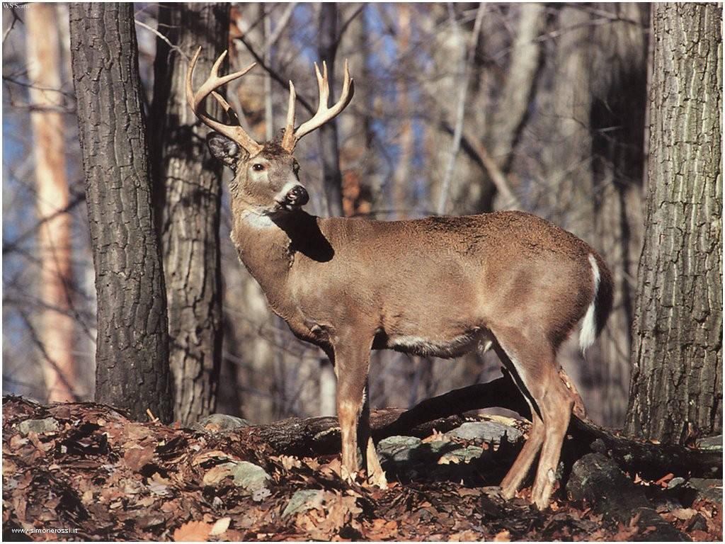 Deer Wallpaper 859 HD Picture