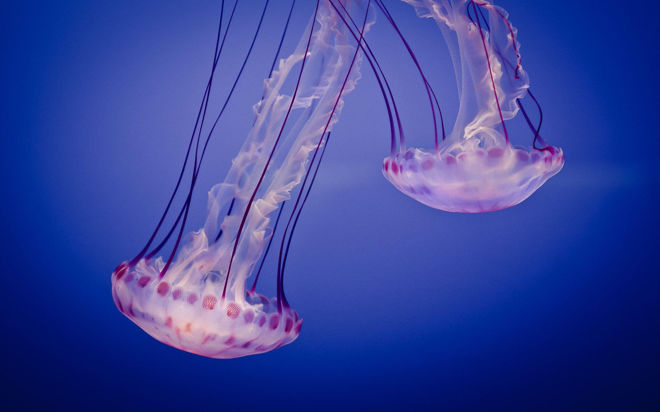 jellyfish Wallpaper Background