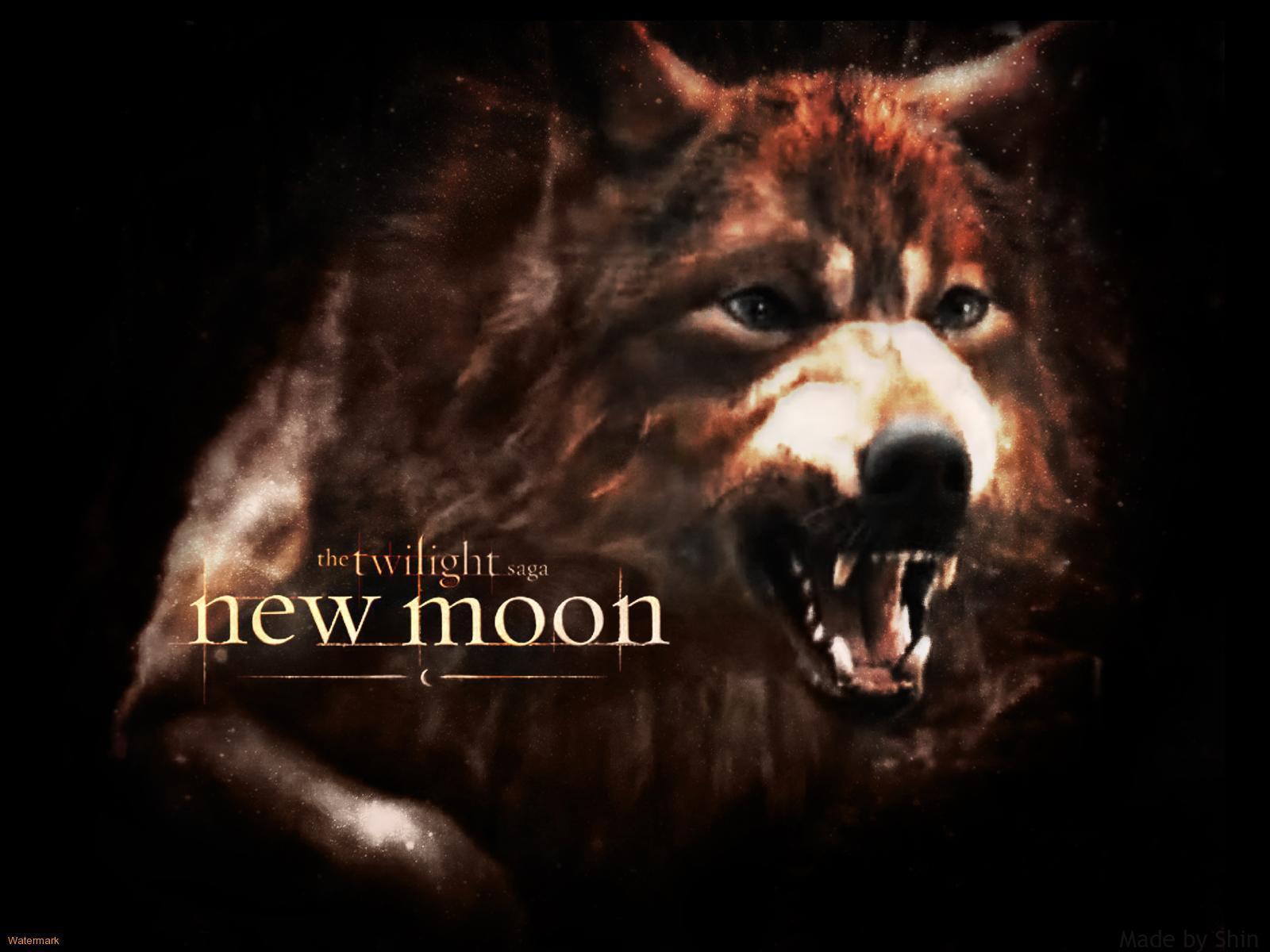 image For > Werewolf Wallpaper New Moon