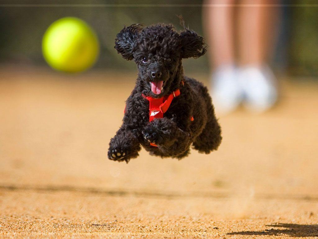 Poodle is running for a ball wallpaper