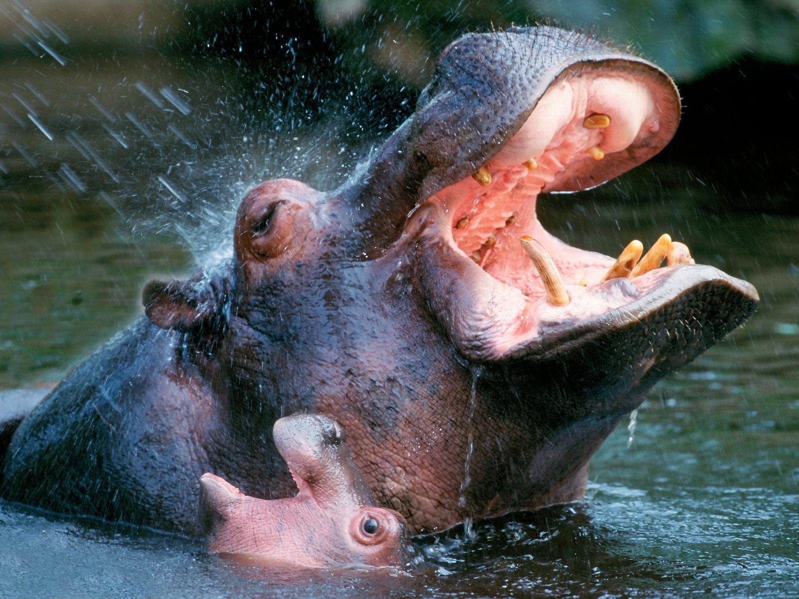 Bathing Mother And Baby Hippos desktop wallpaper