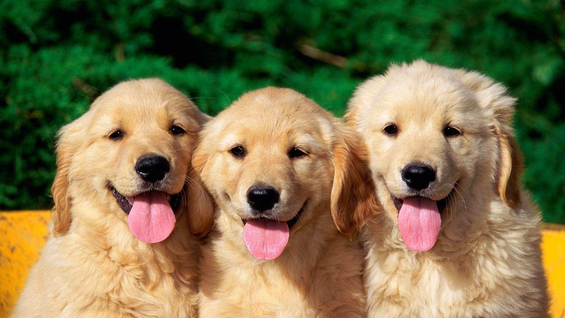 Cute Dogs Animal Wallpaper HD Wallpaper. High Resolution
