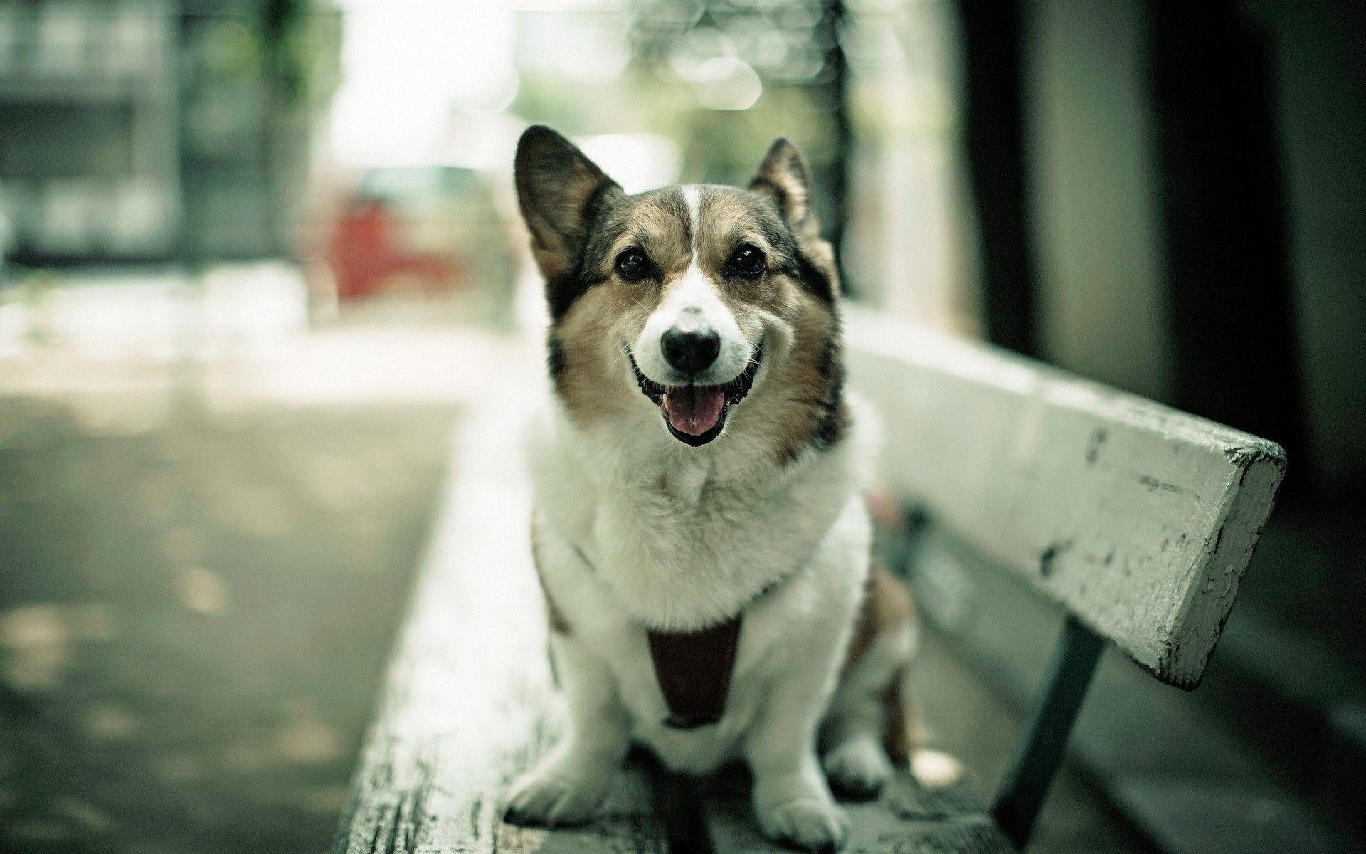Animals photography dogs bench corgi depth of field pets wallpaper
