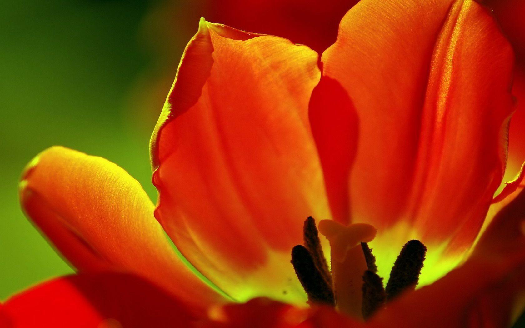 Desktop Wallpaper · Gallery · Computers · Tulip desktop