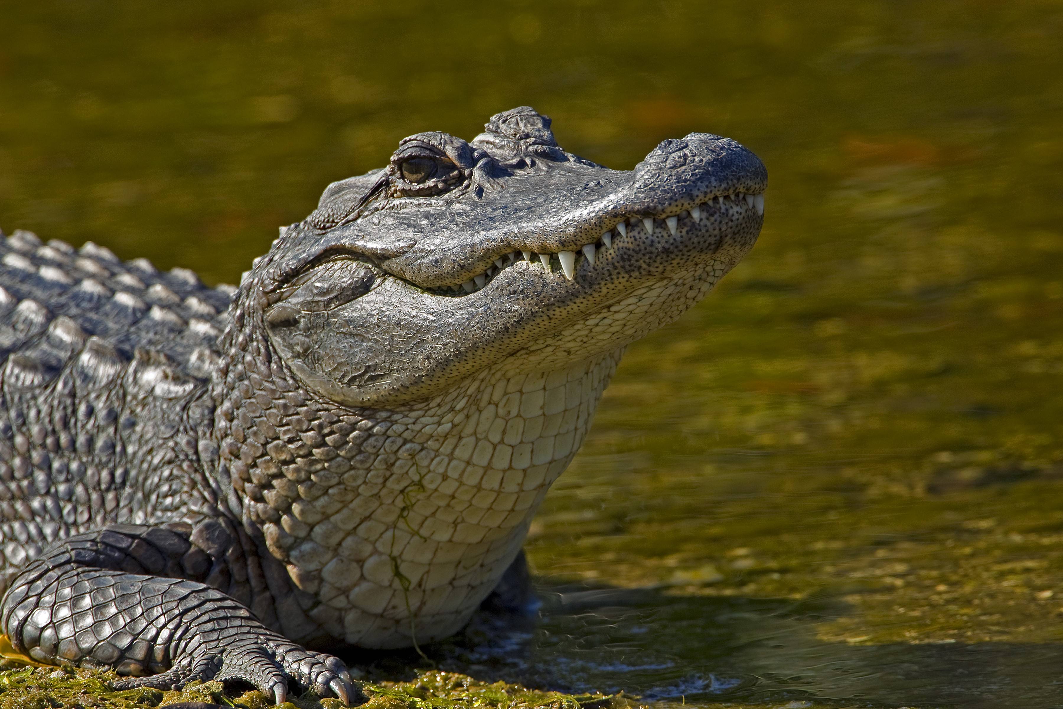 animals alligator alligator HD wallpaper 1080p world HD wallpaper