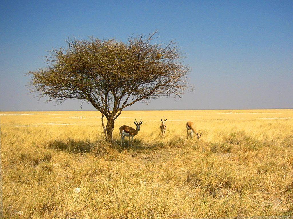 Namibia Wallpaper: Köcherbaumwald, Etosha Nationalpark, Namib
