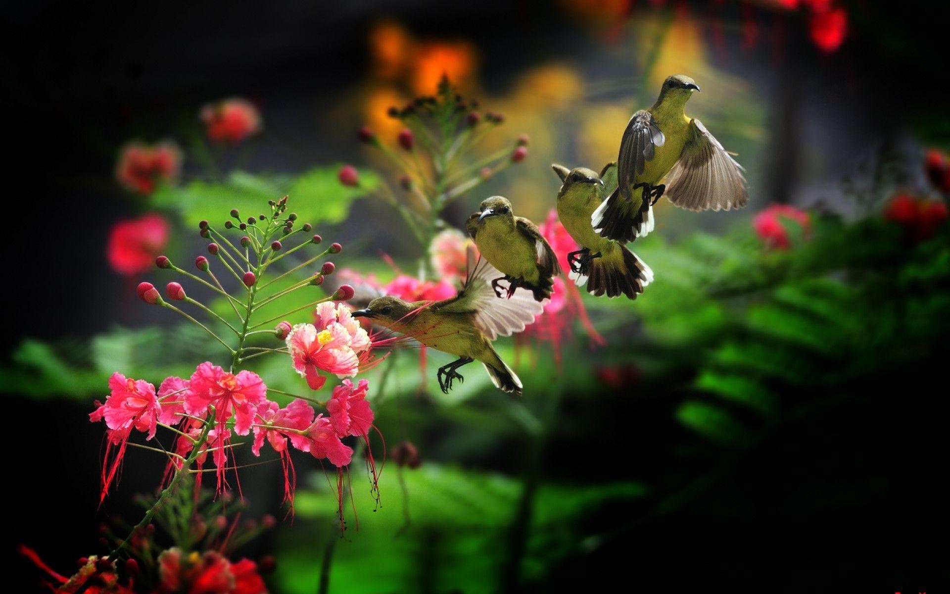HD Beautiful Hummingbirds Wallpaper