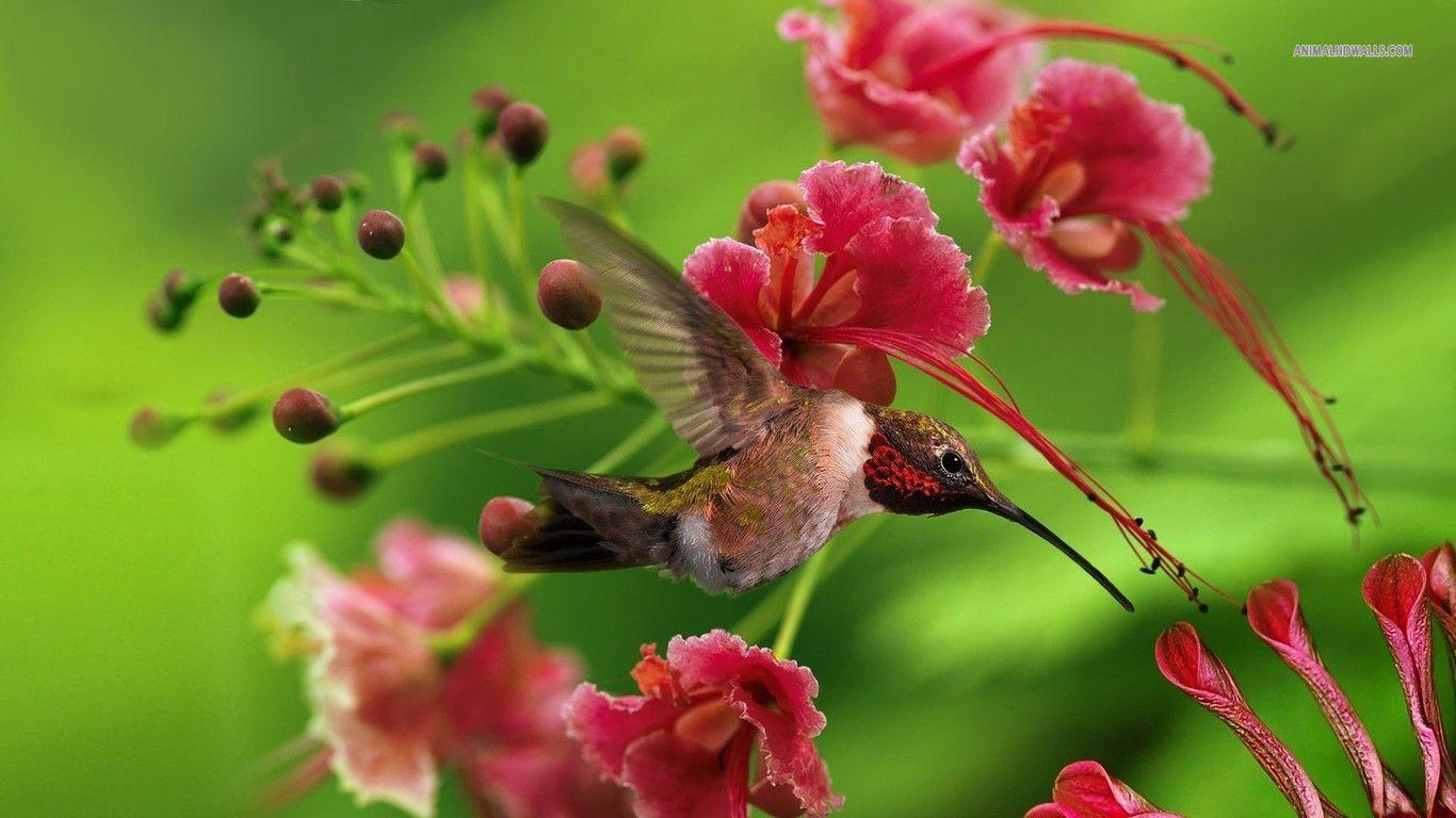 Animals For > Colorful Hummingbirds Wallpaper