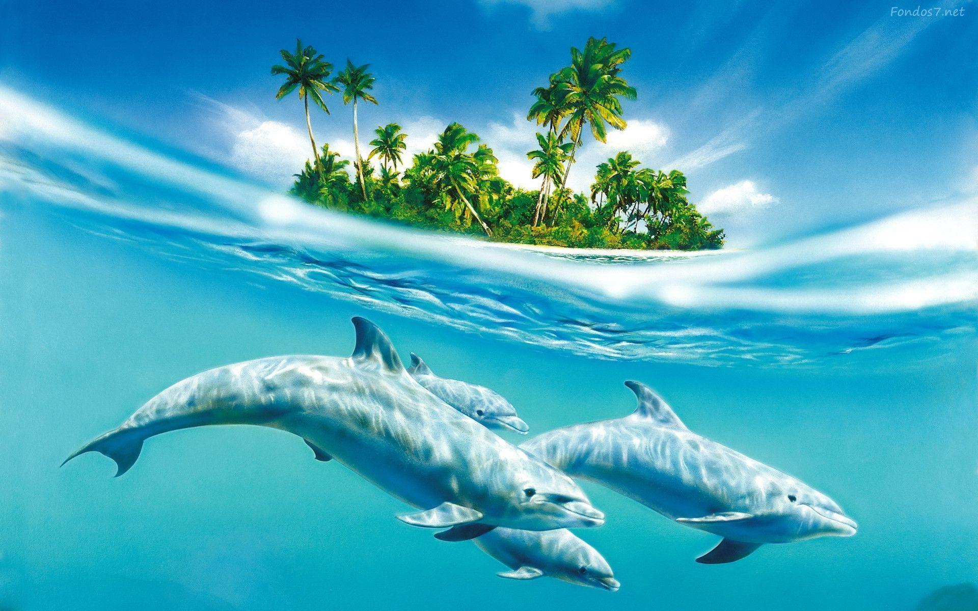 Delfin En La Isla Tropical 339