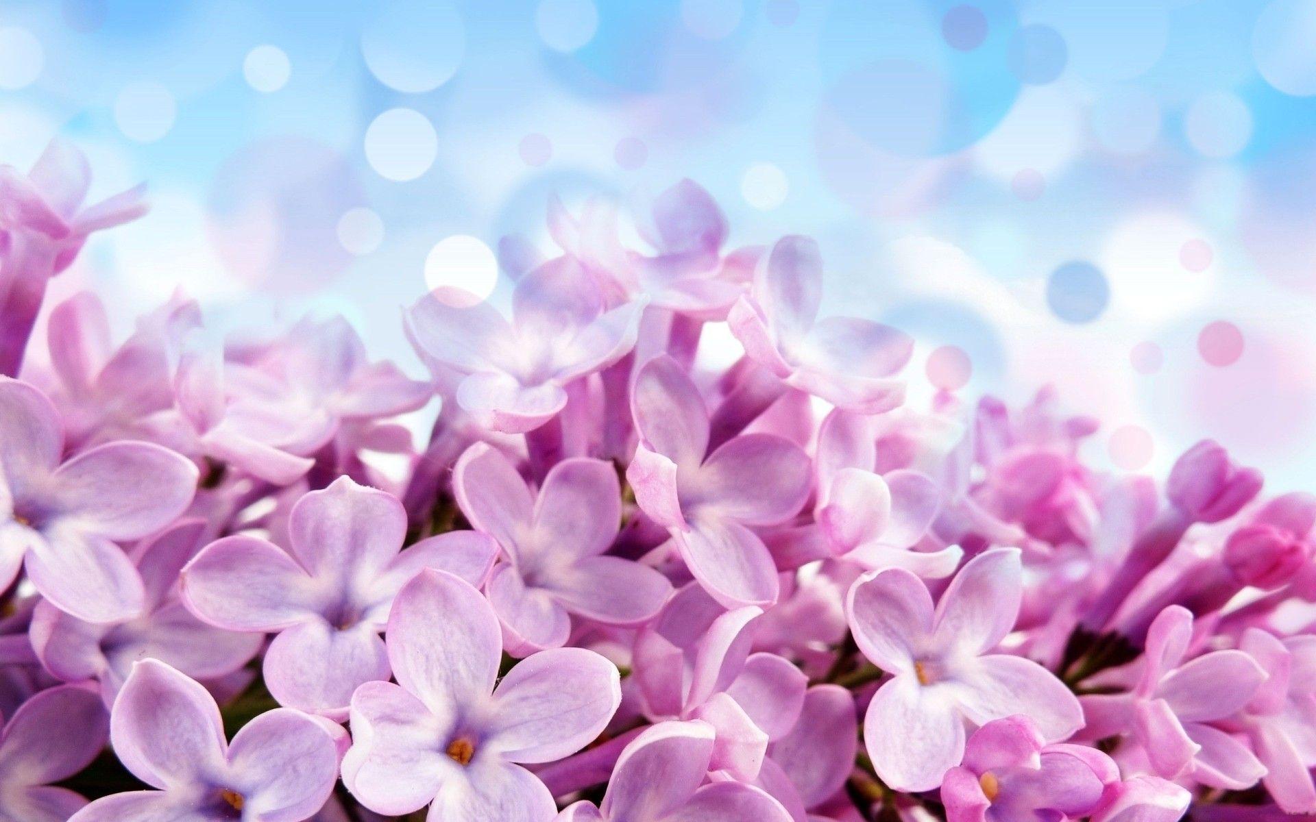 Hyacinth Desktop Wallpaper