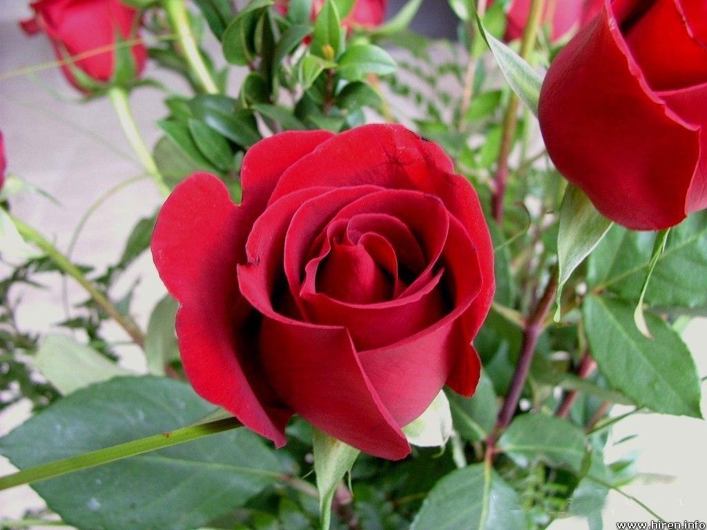 Flowers For > Red Rose Flower Wallpaper For Desktop