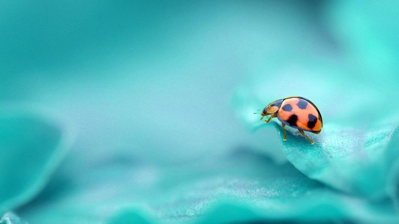 World Of Blue Red Ladybugs Aquamarine Polka HD wallpaper #
